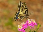 Yellow and black butterfly spiritual meaning.