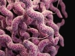 Dr Adamala worked from the bottom up rather than the top down. Instead of asking what genes an existing cell could do without, she added genes whose functions were known to inanimate bubbles of fatty membrane called liposomes.(Unsplash/Representative)