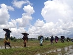 Women farmer way to plant paddy saplings at agriculture field.