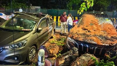 BMC orders city-wide audit of trees amid concretisation work