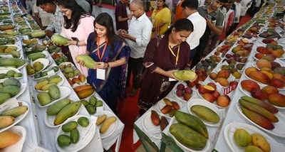 Mango festival underway at the Indira Gandhi Pratishthan in Lucknow (Photo: Deepak Gupta/HT)