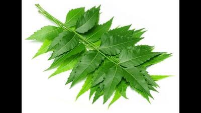 Researchers said neem-based insecticides are biodegradable, environmentally friendly and less likely to contribute to insecticide resistance, making them a promising option for sustainable parasite control in zoos and wildlife rescue centres. (REPRESENTATIVE PHOTO) Researchers said neem-based insecticides are biodegradable, environmentally friendly and less likely to contribute to insecticide resistance, making them a promising option for sustainable parasite control in zoos and wildlife rescue centres. (REPRESENTATIVE PHOTO)