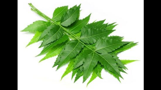 Researchers said neem-based insecticides are biodegradable, environmentally friendly and less likely to contribute to insecticide resistance, making them a promising option for sustainable parasite control in zoos and wildlife rescue centres. (REPRESENTATIVE PHOTO)