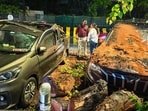 BMC orders city-wide audit of trees amid concretisation work