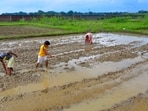 As men have migrated to cities for employment, it’s women who are left to manage farms, livestock, and household food systems. (PTI)
