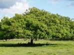 Trees have long symbolized wisdom across cultures and faiths. Their resilience also reflects principles of emotional regulation to healthy relationships and personal growth.