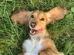 Here's how to help calm your pet during the July 4 fireworks.