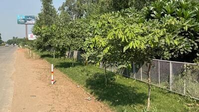 Focus to be on long-term survival, target doubled from last year’s plantation. (HT File) Focus to be on long-term survival, target doubled from last year’s plantation. (HT File)