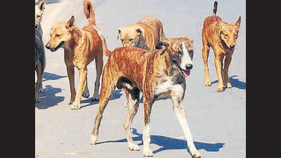 In a circular issued on July 2, the department said district reports showed that only 15%-18% of animal-bite cases were being classified as Category III injuries, whereas the National Centre for Disease Control (NCDC) estimates that 40%-50% of such cases fall in this high-risk category. (REPRESENTATIVE PHOTO) In a circular issued on July 2, the department said district reports showed that only 15%-18% of animal-bite cases were being classified as Category III injuries, whereas the National Centre for Disease Control (NCDC) estimates that 40%-50% of such cases fall in this high-risk category. (REPRESENTATIVE PHOTO)
