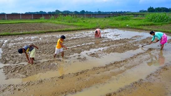 As men have migrated to cities for employment, it’s women who are left to manage farms, livestock, and household food systems. (PTI)
