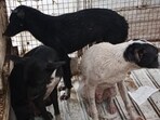 Following the incidents, the Pune Municipal Corporation (PMC) launched a special dog-catching drive in Wagholi. (HT PHOTO)