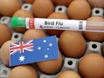 FILE PHOTO: A test tube labelled "Bird Flu", eggs and a piece of paper in the colours of the Australian national flag are seen in this picture illustration, January 14, 2023. REUTERS/Dado Ruvic/Illustration/File Photo