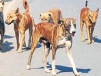 In a circular issued on July 2, the department said district reports showed that only 15%-18% of animal-bite cases were being classified as Category III injuries, whereas the National Centre for Disease Control (NCDC) estimates that 40%-50% of such cases fall in this high-risk category. (REPRESENTATIVE PHOTO)