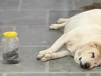 Jimmy lies semi-conscious while the rescued spectacled cobra is in a plastic jar opposite her. (SCREENGRAB: REPUBLIC KARNAL NEWS)