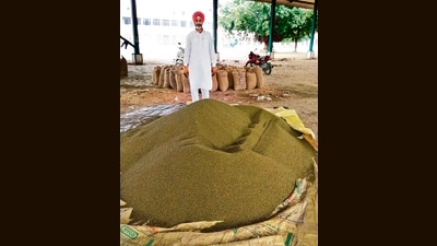 According to provisional estimates, moong was cultivated on nearly one lakh acres across various districts of Punjab this year, up from around 67,000 acres in 2025. (HT) According to provisional estimates, moong was cultivated on nearly one lakh acres across various districts of Punjab this year, up from around 67,000 acres in 2025. (HT)
