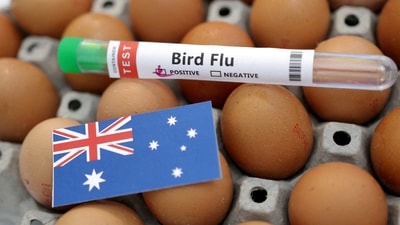 FILE PHOTO: A test tube labelled "Bird Flu", eggs and a piece of paper in the colours of the Australian national flag are seen in this picture illustration, January 14, 2023. REUTERS/Dado Ruvic/Illustration/File Photo (REUTERS)