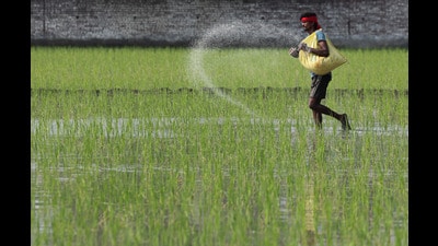 While the government maintains there is no immediate shortage of fertilisers, it has initiated measures for tighter stock monitoring, regulated distribution and plans for online fertiliser booking in several districts. (REPRESENTATIVE PHOTO) While the government maintains there is no immediate shortage of fertilisers, it has initiated measures for tighter stock monitoring, regulated distribution and plans for online fertiliser booking in several districts. (REPRESENTATIVE PHOTO)