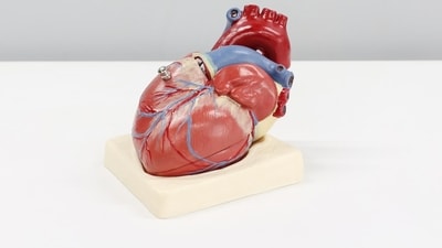 A heart surgeon says this matters more than cutting sugar or fat. (Unsplash) A heart surgeon says this matters more than cutting sugar or fat. (Unsplash)