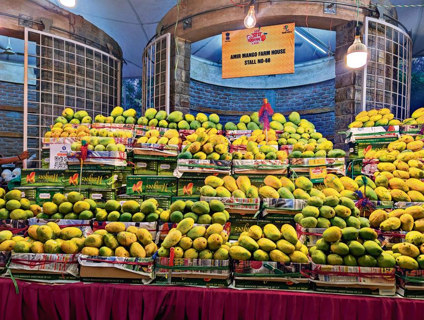 Tiny as grapes or as large as papayas, the festival celebrates rare mango varieties such as Husnara, Ratol, Ramkela, Kesar, Mallika, Amrapali, Litchi, Fazli and Hathi Jhool Tiny as grapes or as large as papayas, the festival celebrates rare mango varieties such as Husnara, Ratol, Ramkela, Kesar, Mallika, Amrapali, Litchi, Fazli and Hathi Jhool