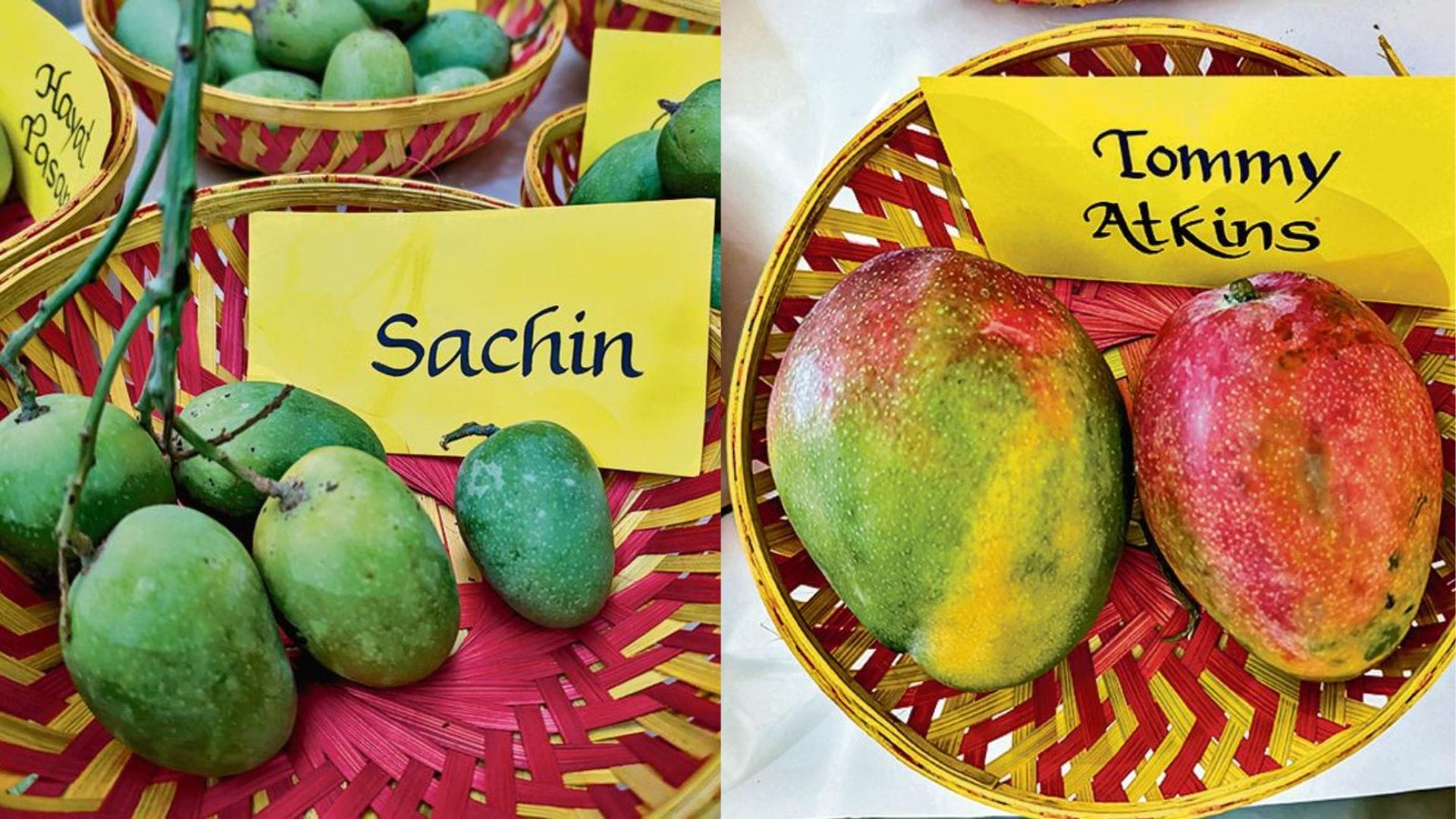 The Sachin mango, named after cricket legend Sachin Tendulkar by the famed ‘Mango Man of India’ Haji Kalimullah Khan, is among the festival’s biggest attractions. So is the Tommy Atkins variety, known to stay fresh for up to three weeks after ripening The Sachin mango, named after cricket legend Sachin Tendulkar by the famed ‘Mango Man of India’ Haji Kalimullah Khan, is among the festival’s biggest attractions. So is the Tommy Atkins variety, known to stay fresh for up to three weeks after ripening
