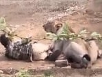 A statement issued by the Palitana range forest office said the incident took place in the district’s Garajiya village on the morning of July 6