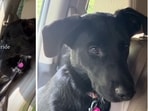 Camino the pup's emotional final car ride with foster mom leaves Netizens in tears