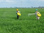 File: Farmers sprinkle fertiliser over crops on the outskirts of Amritsar. 