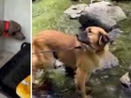 This abused pooch's stunning transformation will make your day