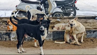 Tanda saw a similar incident on May 6 when stray dogs attacked an 8-year-old girl in Kharl Khurd village. She later succumbed to her injuries.