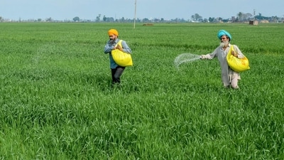 File: Farmers sprinkle fertiliser over crops on the outskirts of Amritsar. (AFP)