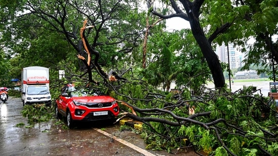 Mumbai rain highlights: Heavy rainfall in Mumbai caused large trees to collapse at Shivaji Park in Dadar. Mumbai rain highlights: Heavy rainfall in Mumbai caused large trees to collapse at Shivaji Park in Dadar.