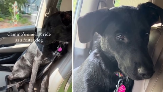 Camino the pup's emotional final car ride with foster mom leaves Netizens in tears (thewuhave/Instagram)