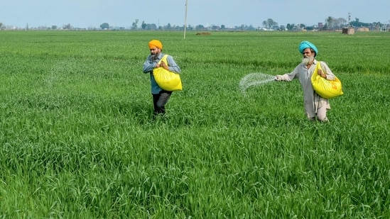 File: Farmers sprinkle fertiliser over crops on the outskirts of Amritsar. (AFP)