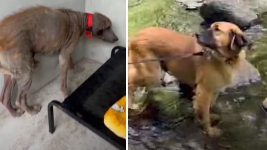 This abused pooch's stunning transformation will make your day (wearehappydoggo/Instagram)