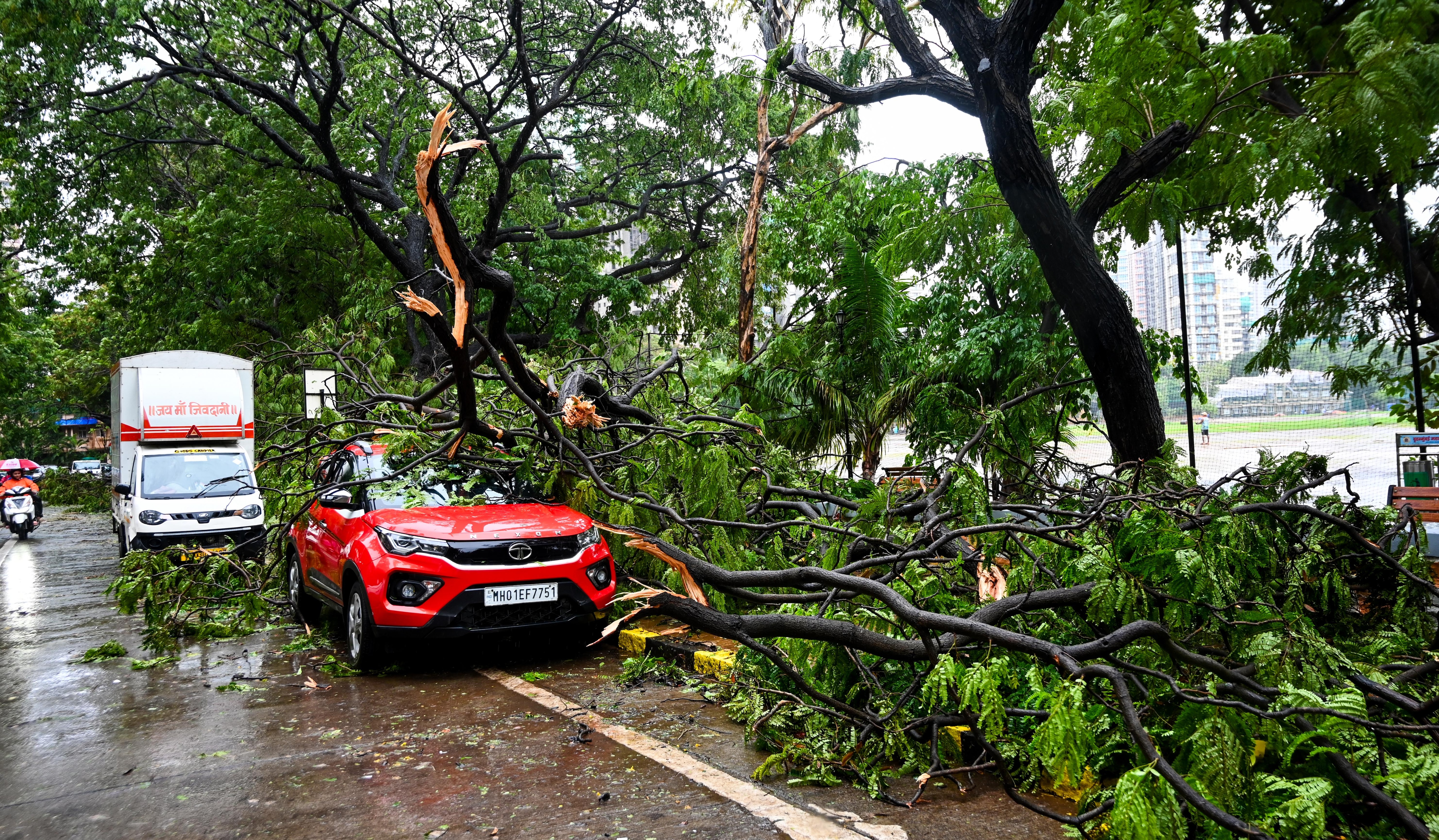 Heavy rainfall in Mumbai caused large trees to collapse at Shivaji Park in Dadar. (Raju Shinde/HT) Heavy rainfall in Mumbai caused large trees to collapse at Shivaji Park in Dadar. (Raju Shinde/HT)