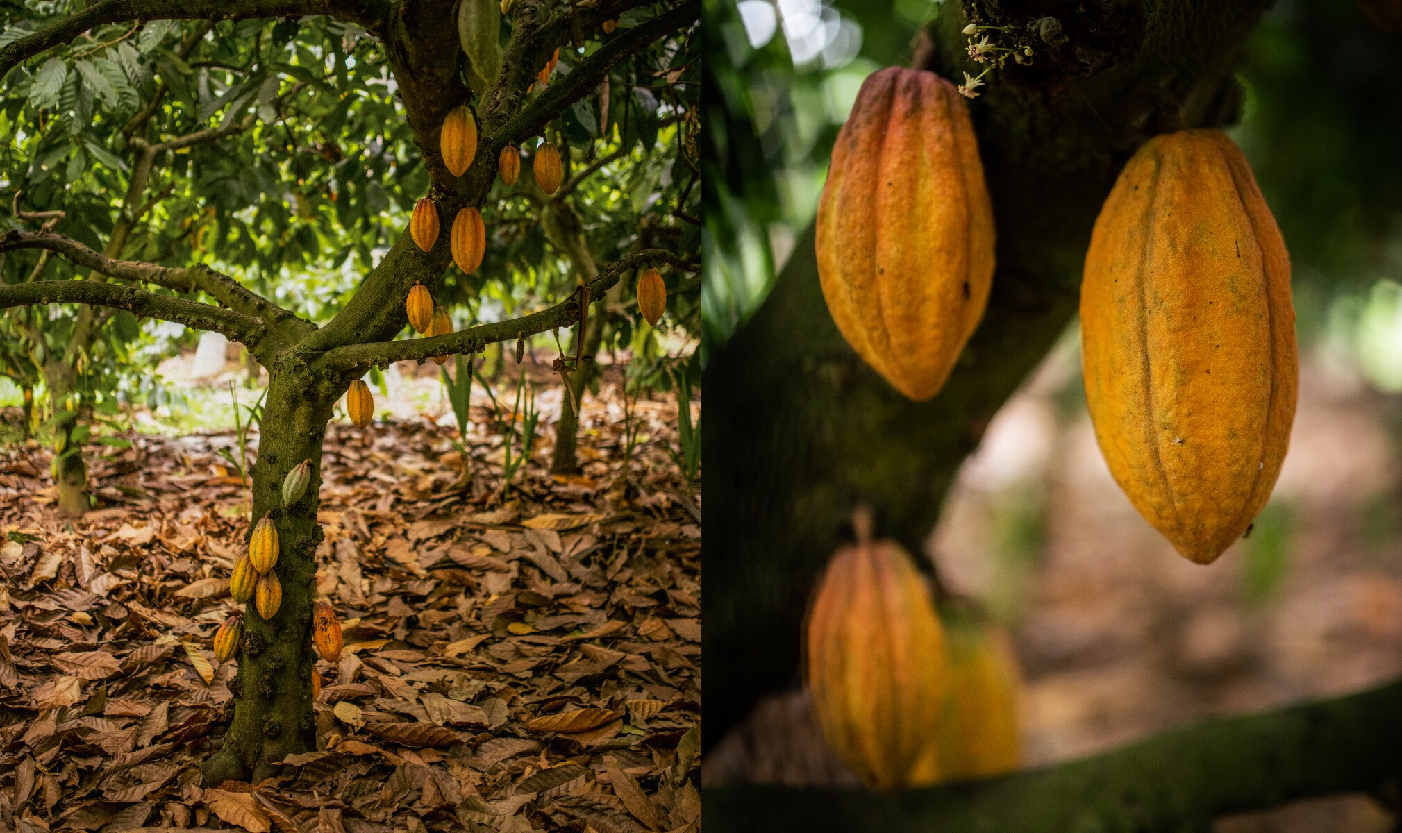 The bean-to-bar chocolate-making model involves a single manufacturer overseeing the entire production process The bean-to-bar chocolate-making model involves a single manufacturer overseeing the entire production process