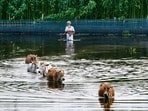 A man moves with his livestock through a flooded area after a substantial rise in the Brahmaputra river water level, in Morigaon district, Assam.