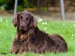 During the humid season, dogs often get ticks. 