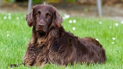 During the humid season, dogs often get ticks. (Picture credit: Pixabay) During the humid season, dogs often get ticks. (Picture credit: Pixabay)