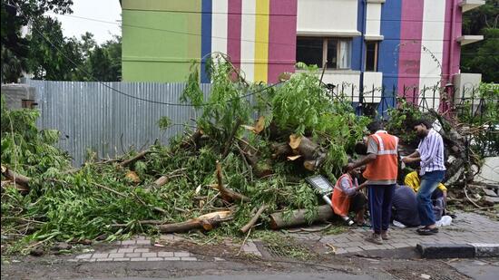 Mumbai, India - July 7, 2026: Remains of Tree fallen at BEST Marg near Naval Uprising Memorial, Colaba in Mumbai, India, on Tuesday, July 7, 2026. (Photo by Anshuman Poyrekar/Hindustan Times) (Anshuman Poyrekar/HT Photo)