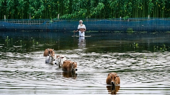 A man moves with his livestock through a flooded area after a substantial rise in the Brahmaputra river water level, in Morigaon district, Assam.