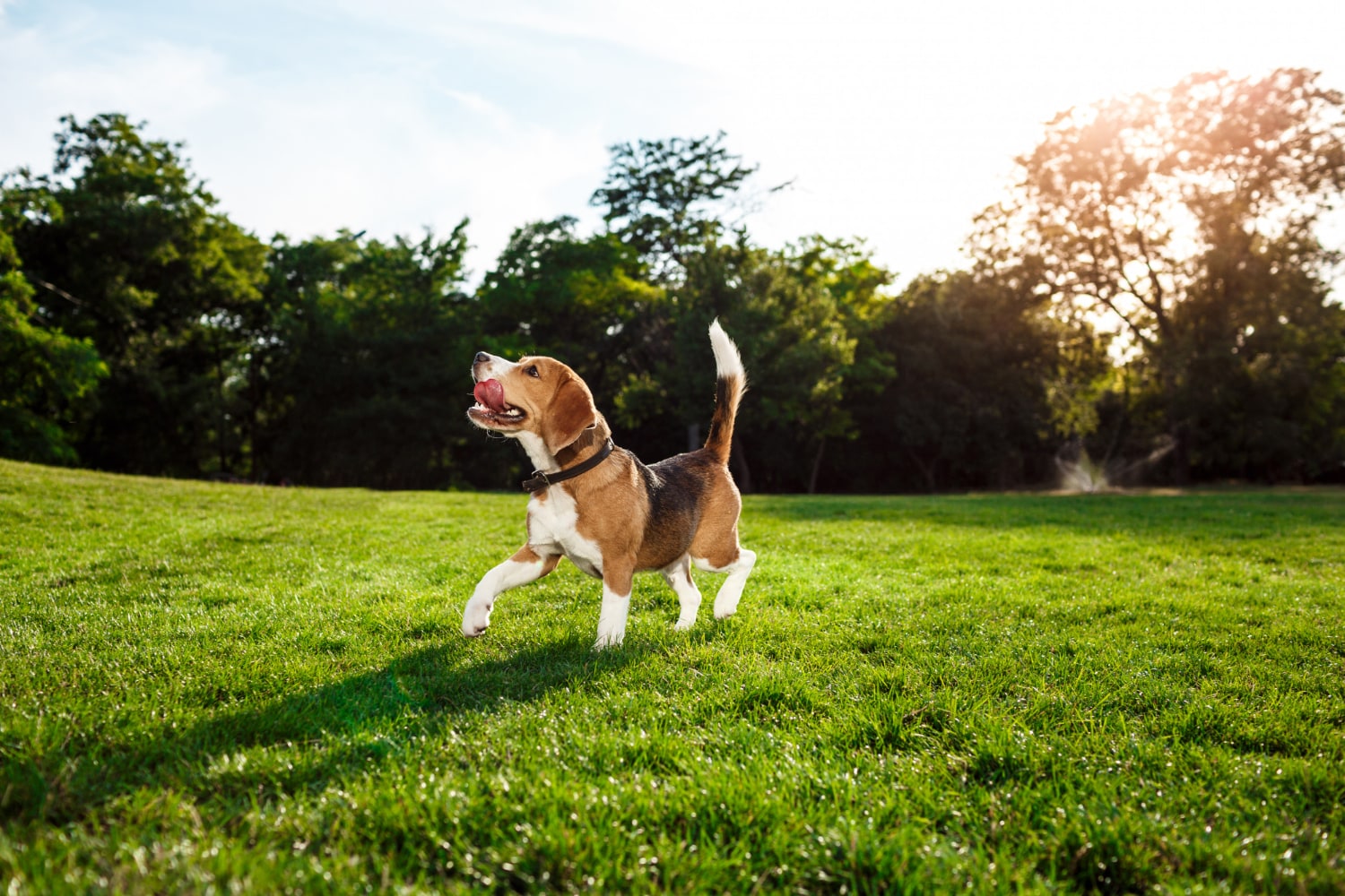 Avoid tall grass and damp areas. (Picture credit: Freepik) Avoid tall grass and damp areas. (Picture credit: Freepik)