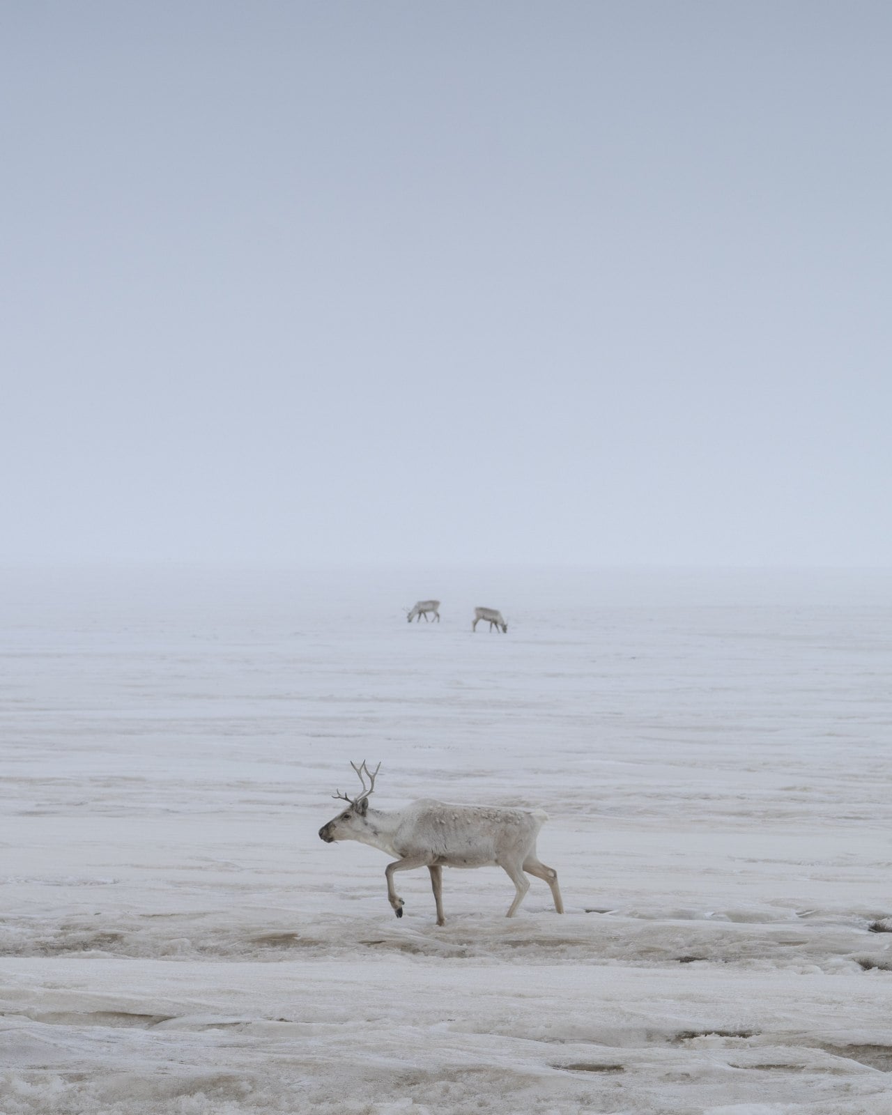 Caribou graze near oil fields in Alaska’s North Slope. Caribou graze near oil fields in Alaska’s North Slope.