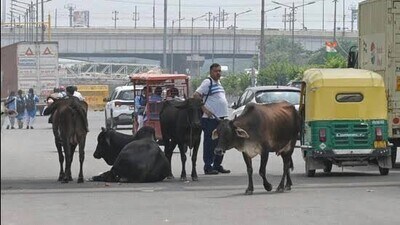 The decision was taken to curb abandonment of stray cattle and dumping of construction waste within city limits. (HT representatives)