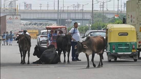 The decision was taken to curb abandonment of stray cattle and dumping of construction waste within city limits. (HT representatives)
