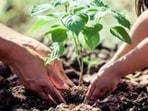 The UP government aims to plant over 35 crore saplings across Uttar Pradesh in a single day on July 12. (For Representation)