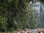 A tree’s trunk contains a network of tubes known as xylem whose job is to ferry water from the roots to leaves. (rainforest journal)