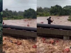 বন্যার জলে ভাসছে ৩০০০ LPG সিলিন্ডার!