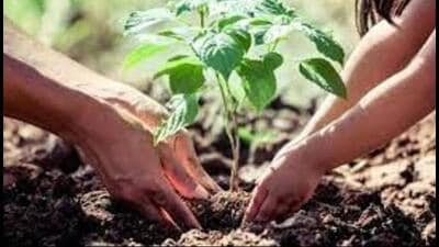 The UP government aims to plant over 35 crore saplings across Uttar Pradesh in a single day on July 12. (For Representation) The UP government aims to plant over 35 crore saplings across Uttar Pradesh in a single day on July 12. (For Representation)