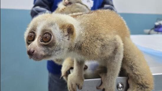 6 held for wildlife trafficking, 53 animals rescued